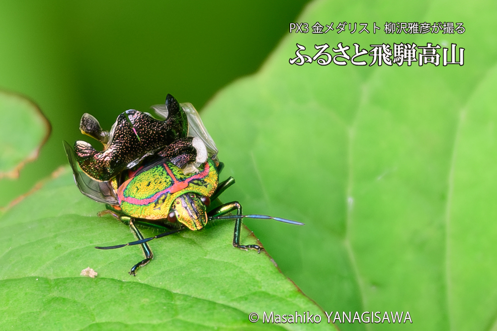 飛騨高山に棲むアカスジキンカメムシの写真です。