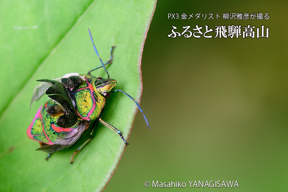 飛騨高山に棲むアカスジキンカメムシの写真です。