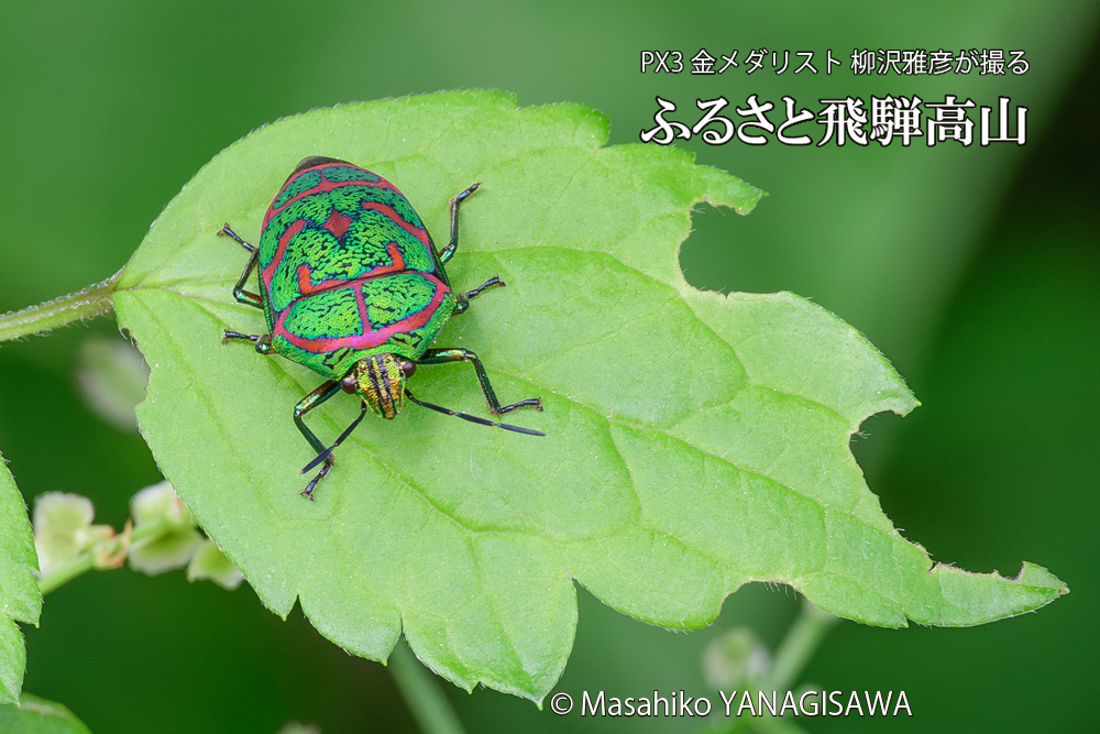 飛騨高山に棲むアカスジキンカメムシの写真です。