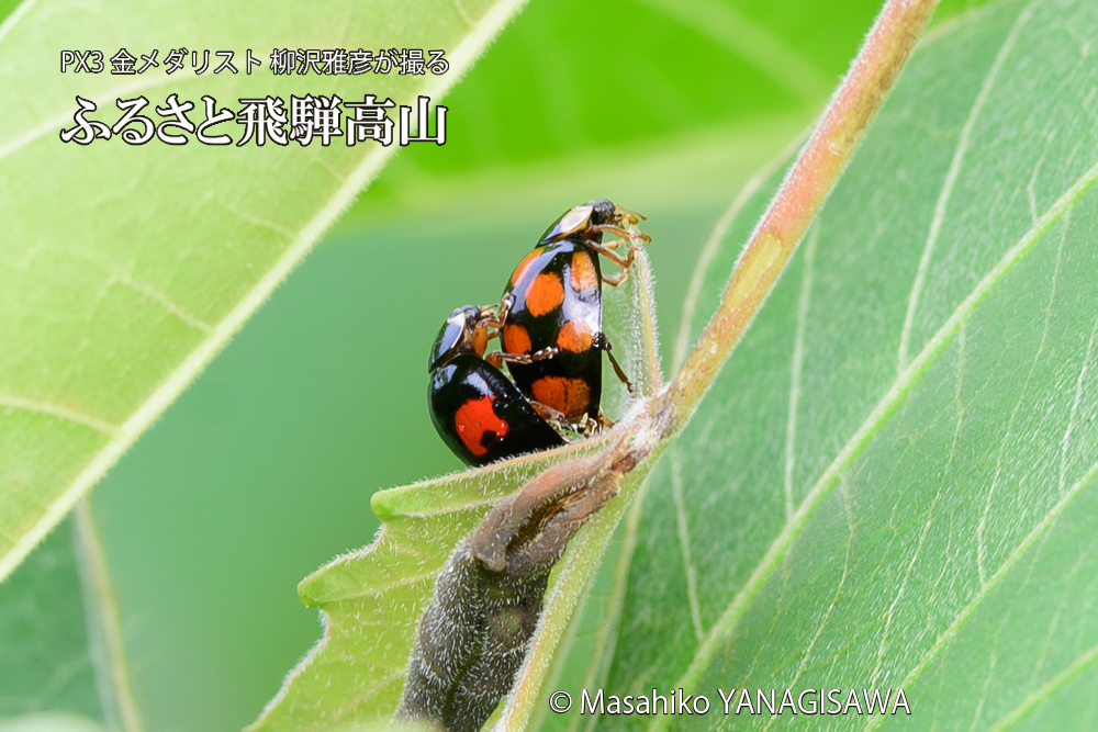 飛騨高山に棲むテントウムシの写真です。