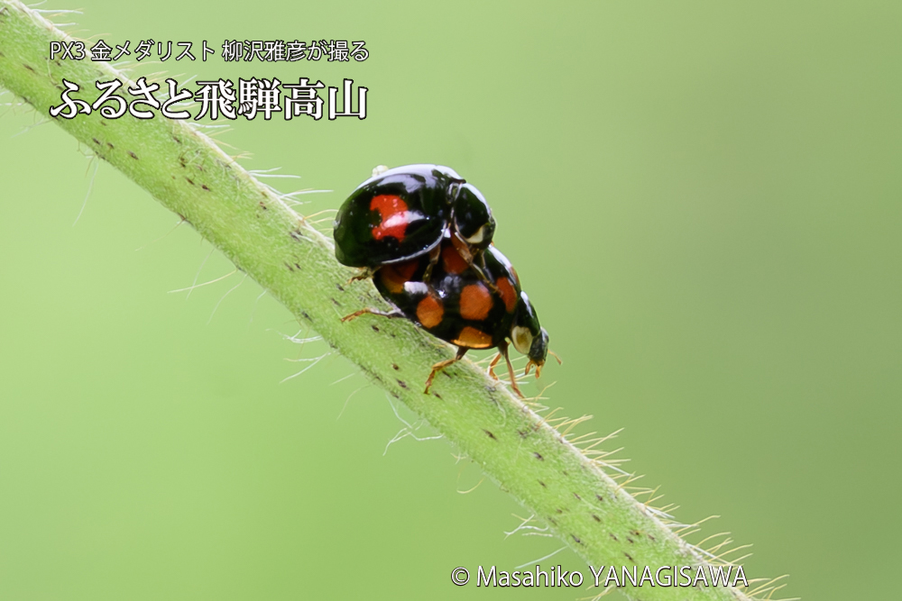 飛騨高山に棲むテントウムシの写真です。