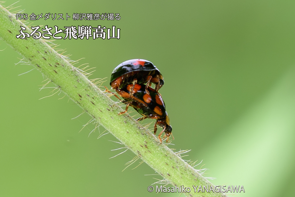 飛騨高山に棲むテントウムシの写真です。