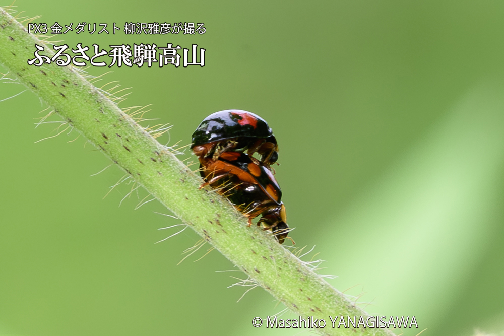 飛騨高山に棲むテントウムシの写真です。