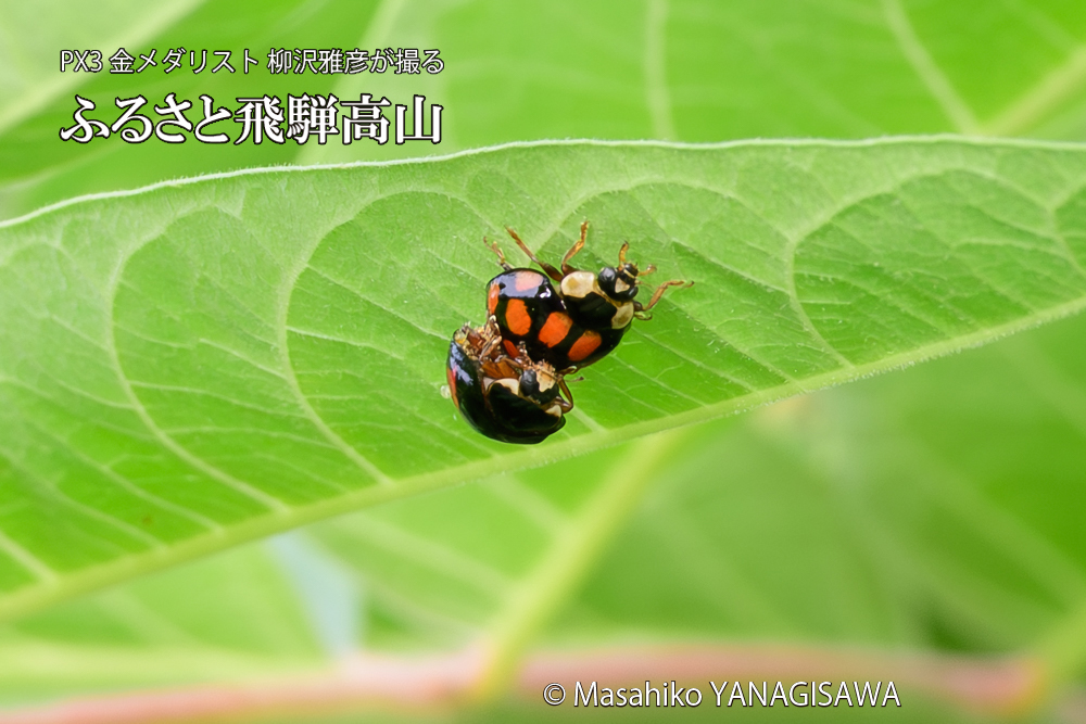 飛騨高山に棲むテントウムシの写真です。