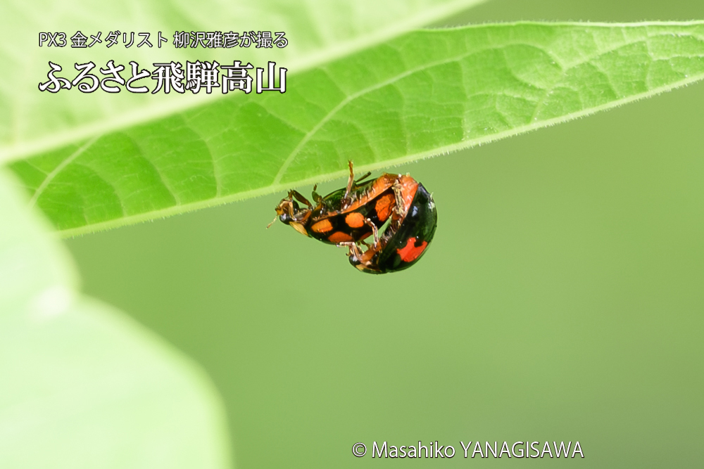 飛騨高山に棲むテントウムシの写真です。