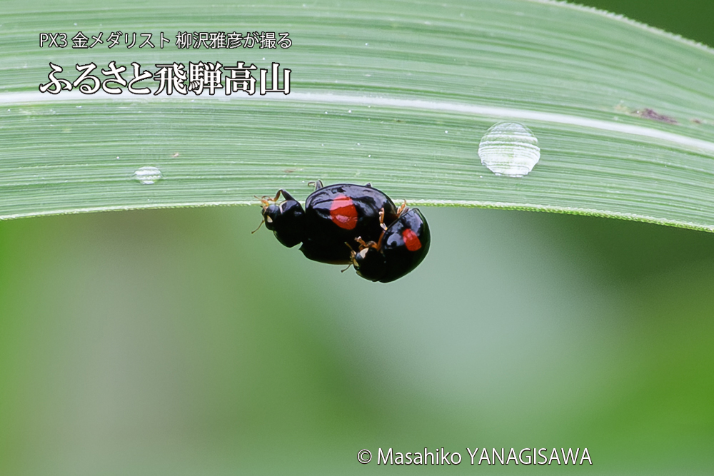 飛騨高山に棲むテントウムシの写真です。