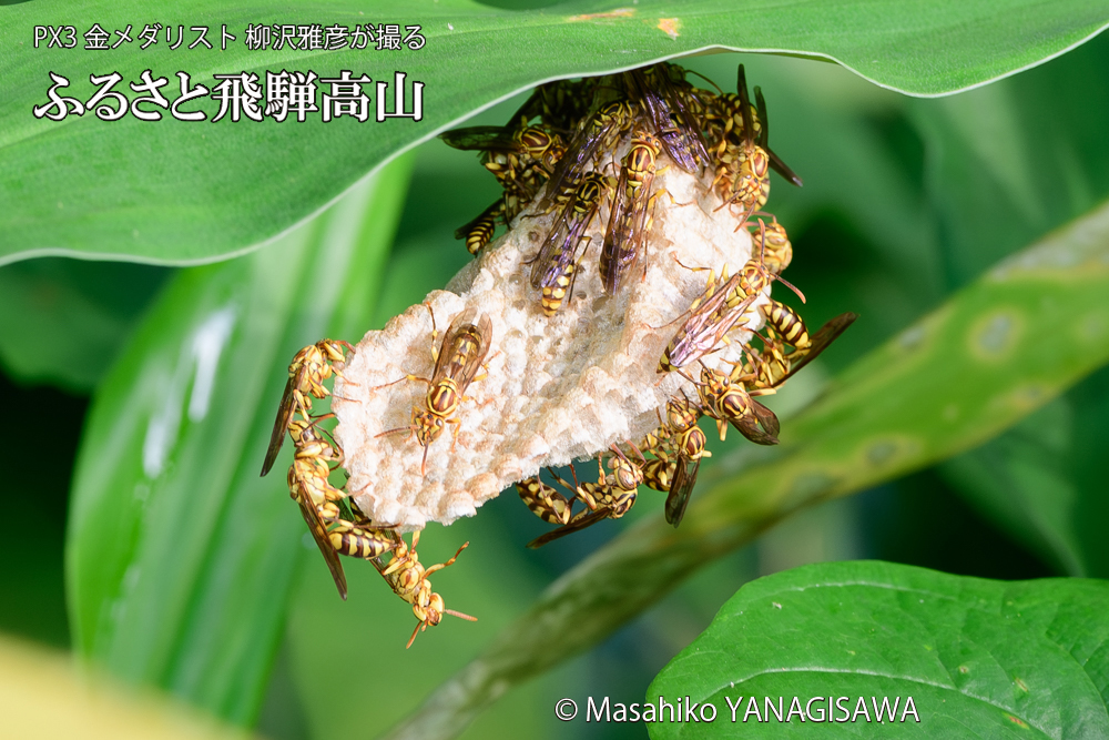 飛騨高山に棲むアシナガバチと、その巣の写真です。