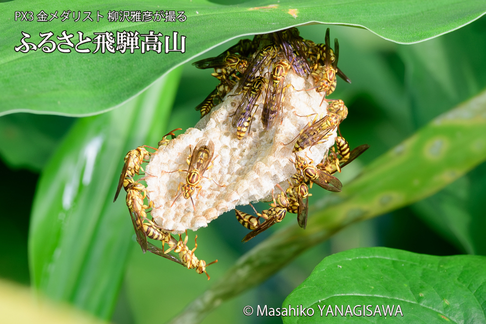 飛騨高山に棲むアシナガバチと、その巣の写真です。