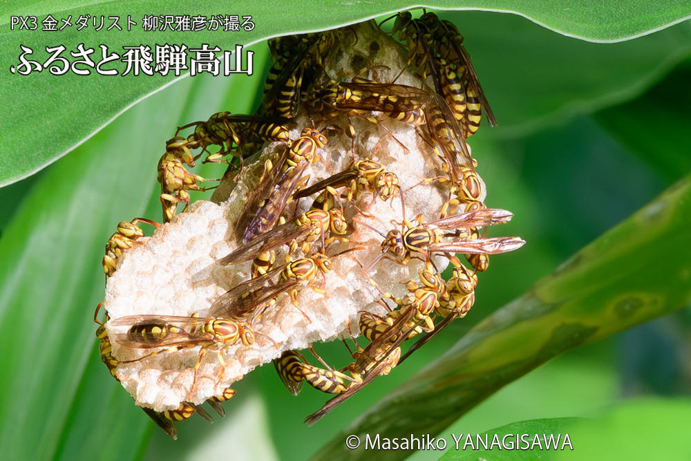 飛騨高山に棲むアシナガバチと、その巣の写真です。