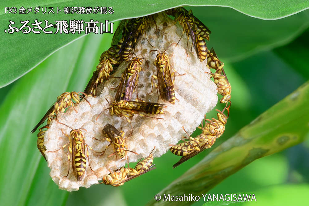 飛騨高山に棲むアシナガバチと、その巣の写真です。