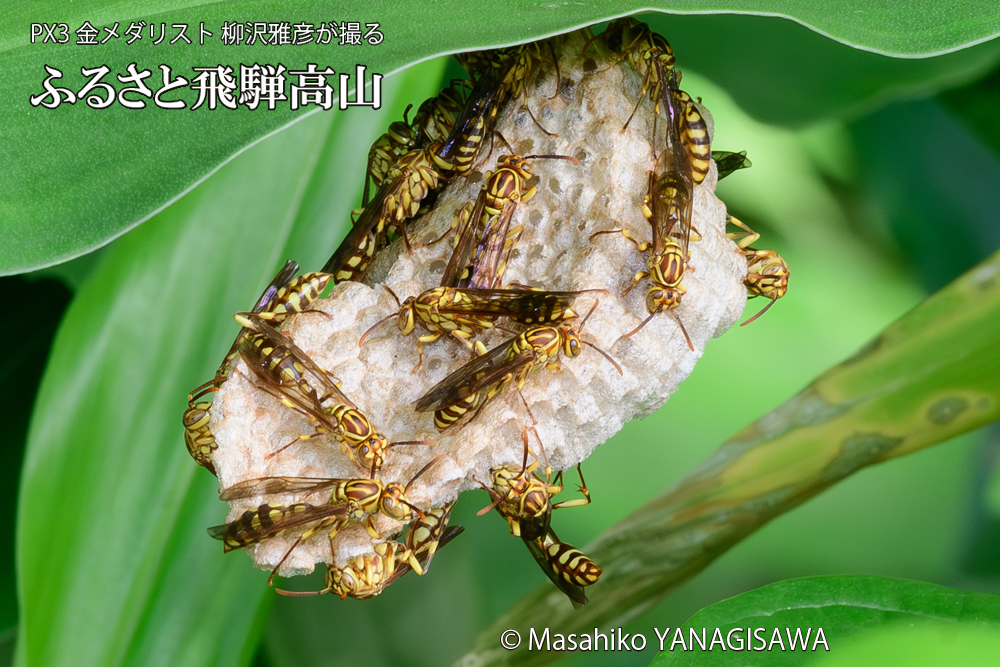 飛騨高山に棲むアシナガバチと、その巣の写真です。