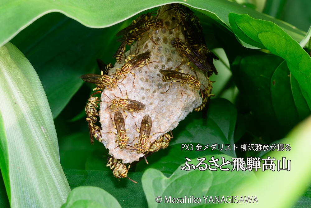 飛騨高山に棲むアシナガバチと、その巣の写真です。