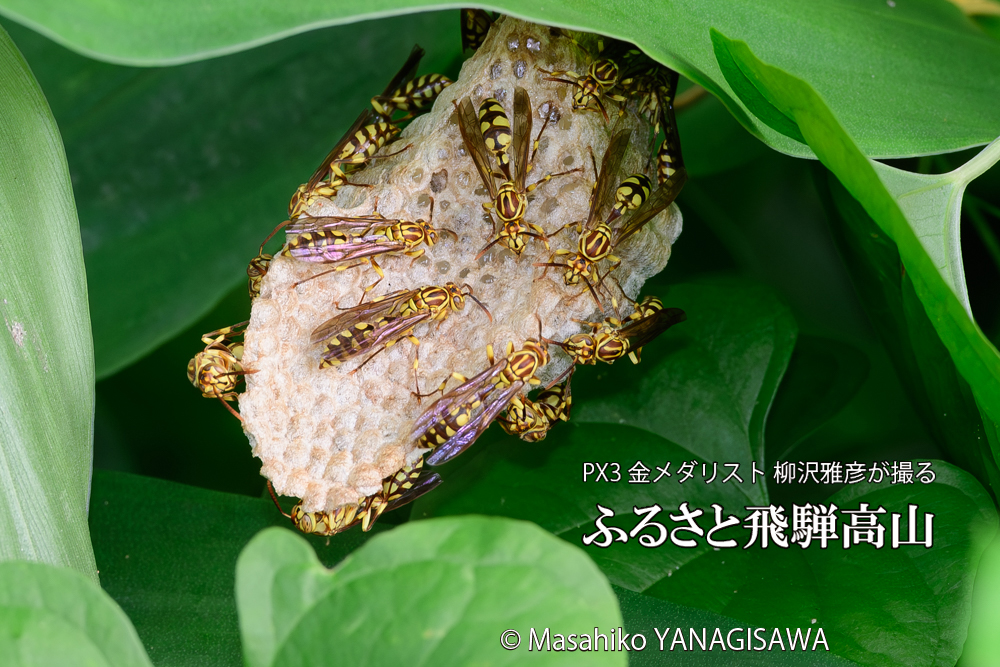 飛騨高山に棲むアシナガバチと、その巣の写真です。