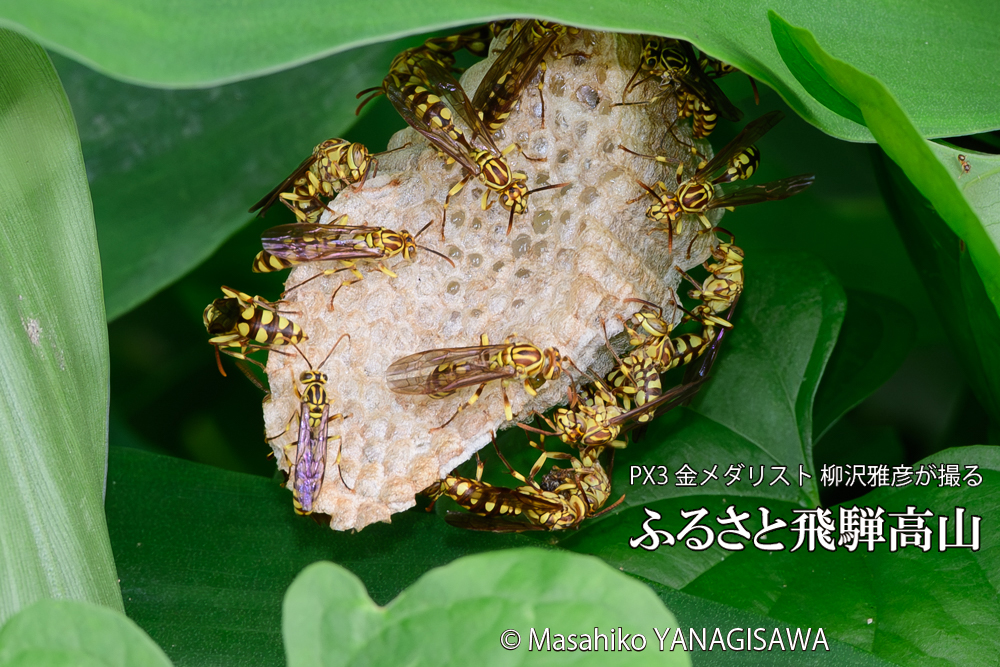 飛騨高山に棲むアシナガバチと、その巣の写真です。