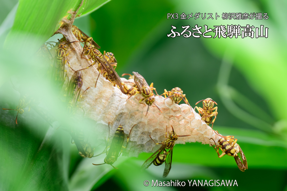 飛騨高山に棲むアシナガバチと、その巣の写真です。