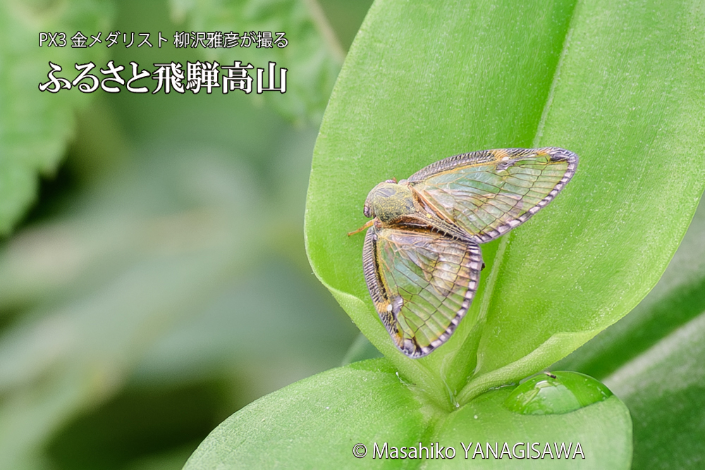 飛騨高山に棲むスケバハゴロモの写真です。