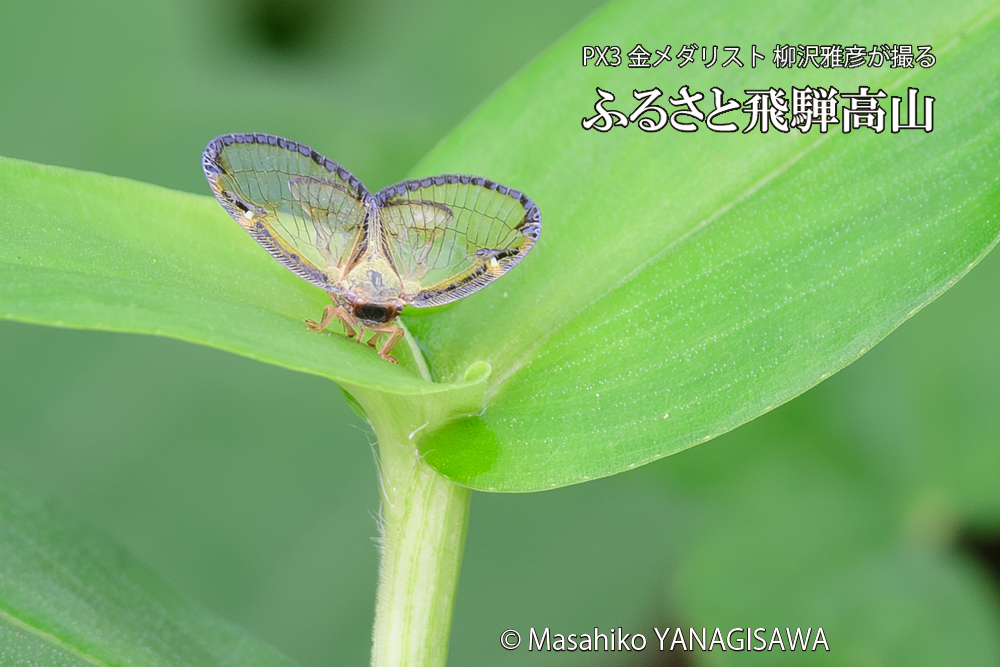 飛騨高山に棲むスケバハゴロモの写真です。