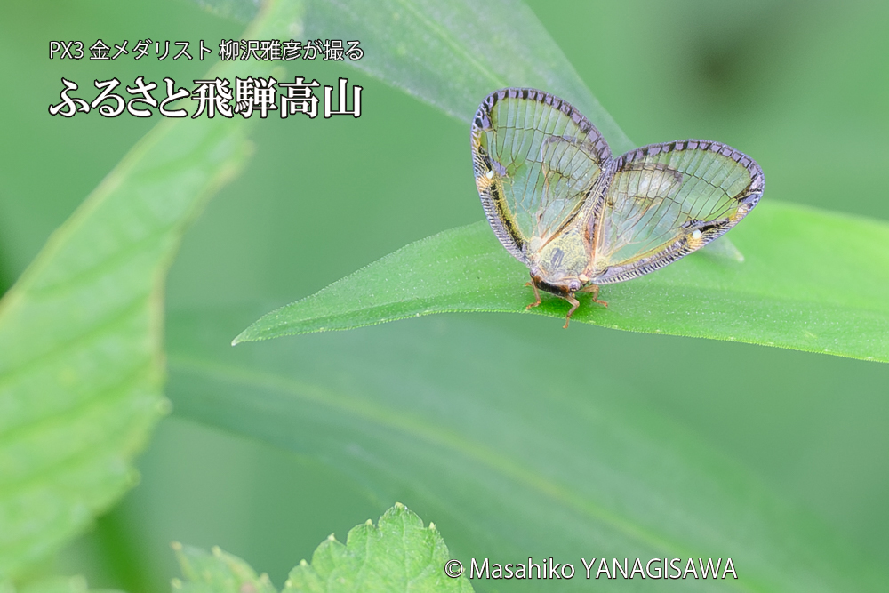 飛騨高山に棲むスケバハゴロモの写真です。