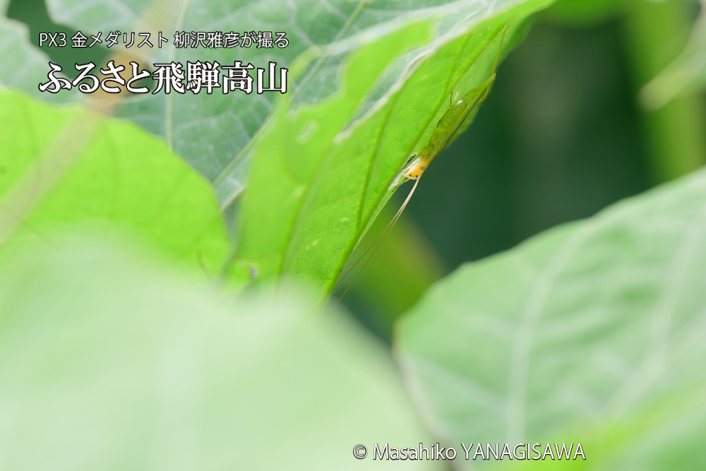 飛騨高山に棲むカンタンの写真です。