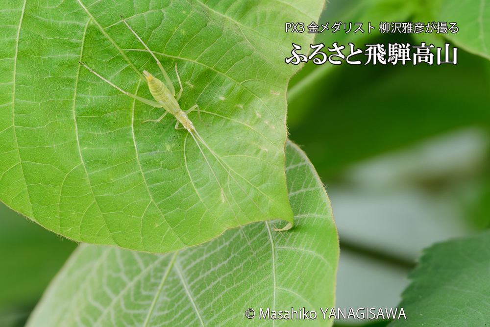 飛騨高山に棲むカンタンの写真です。