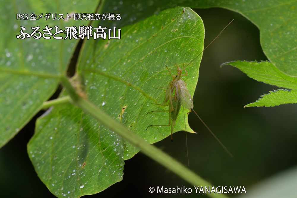 飛騨高山に棲むカンタンの三つ巴の様子の写真です。