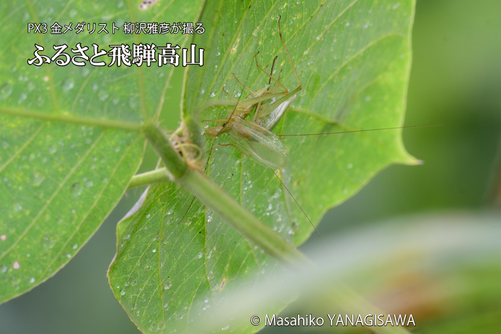 飛騨高山に棲むカンタンの三つ巴の様子の写真です。
