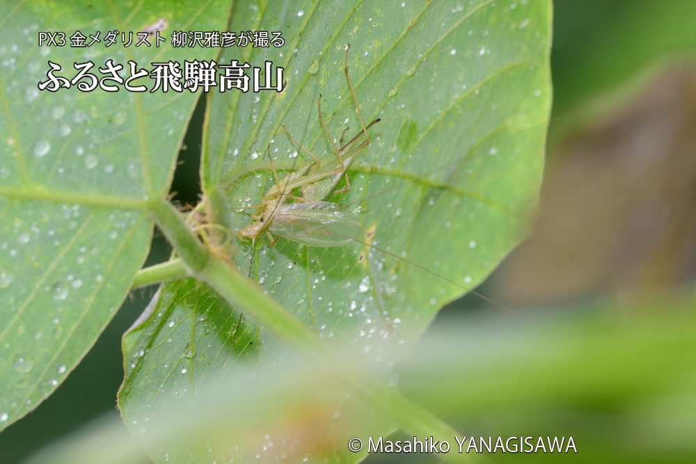 飛騨高山に棲むカンタンの三つ巴の様子の写真です。