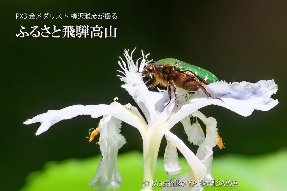 飛騨高山に棲むハナムグリの写真です。