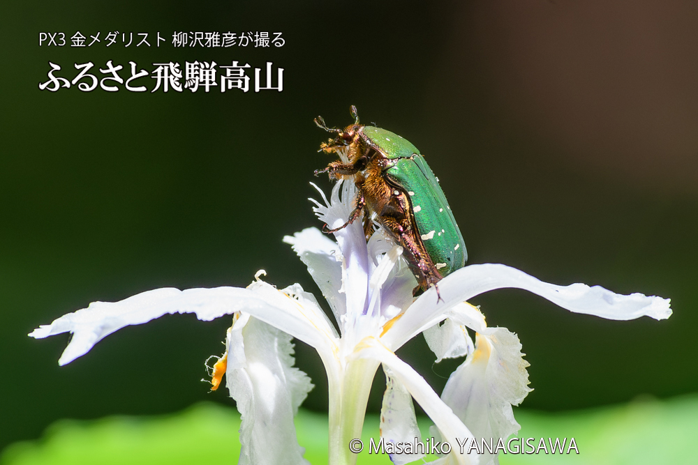 飛騨高山に棲むハナムグリの写真です。