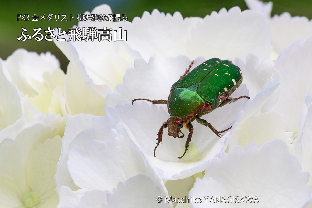 飛騨高山に棲むハナムグリの写真です。