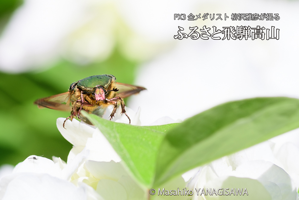 飛騨高山に棲むハナムグリの写真です。