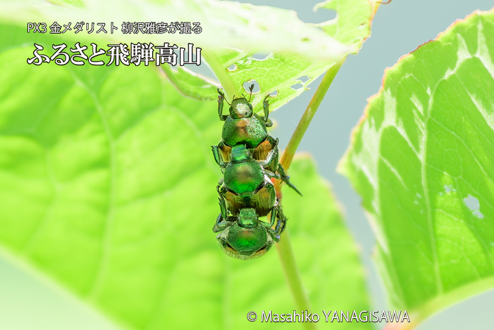 飛騨高山に棲むマメコガネの写真です。