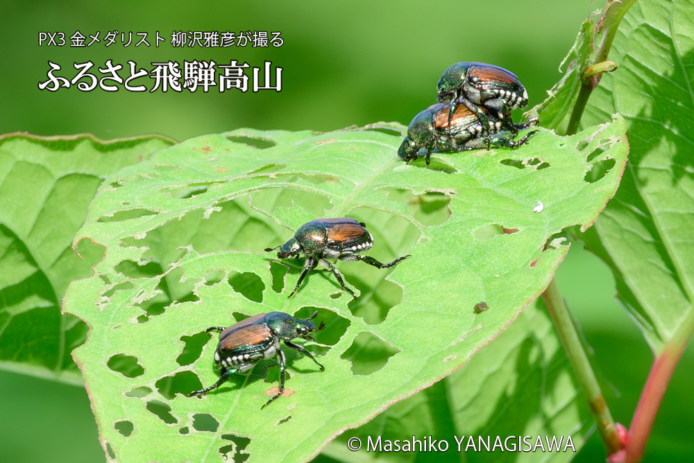飛騨高山に棲むマメコガネの写真です。