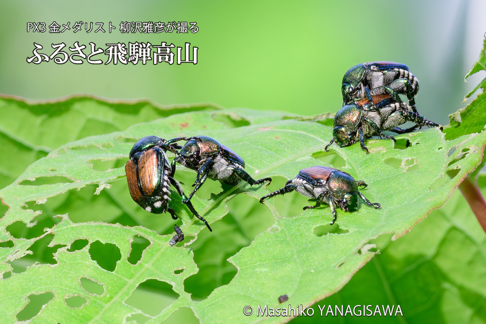飛騨高山に棲むマメコガネの写真です。
