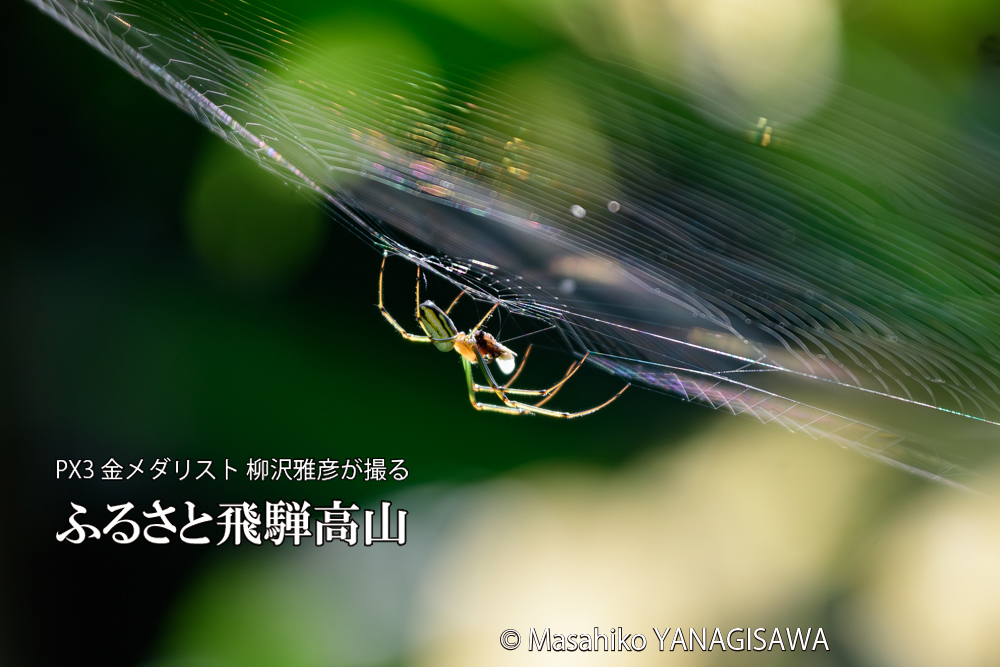 飛騨高山に棲むクモの写真です。