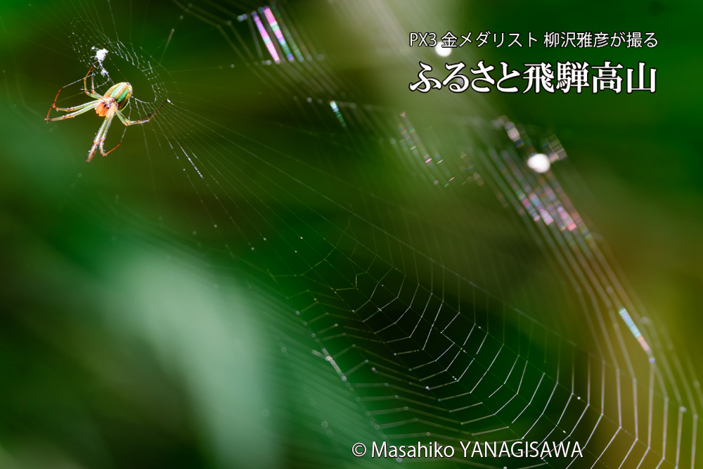 飛騨高山に棲むクモの写真です。
