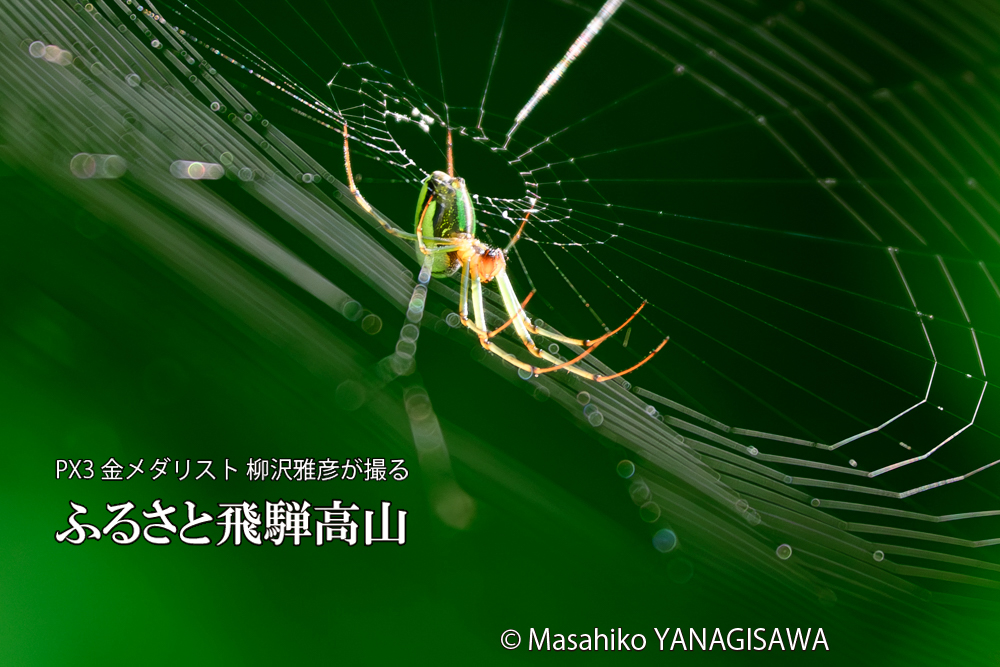 飛騨高山に棲むクモの写真です。