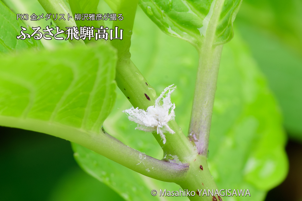 飛騨高山に棲むアオバハゴロモの幼虫の写真です。