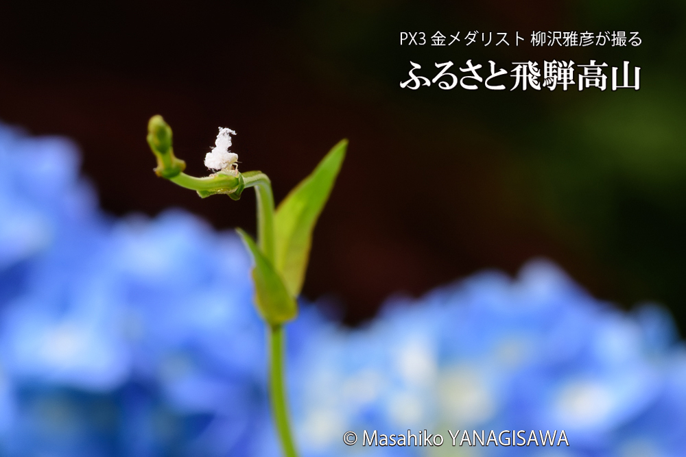 飛騨高山に棲むアオバハゴロモの幼虫の写真です。