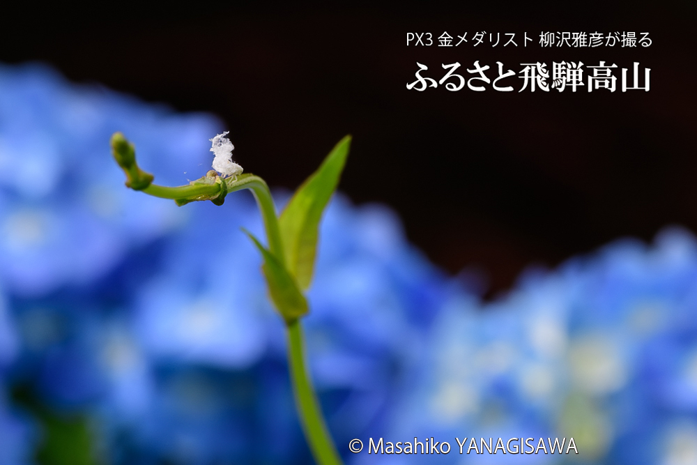 飛騨高山に棲むアオバハゴロモの幼虫の写真です。