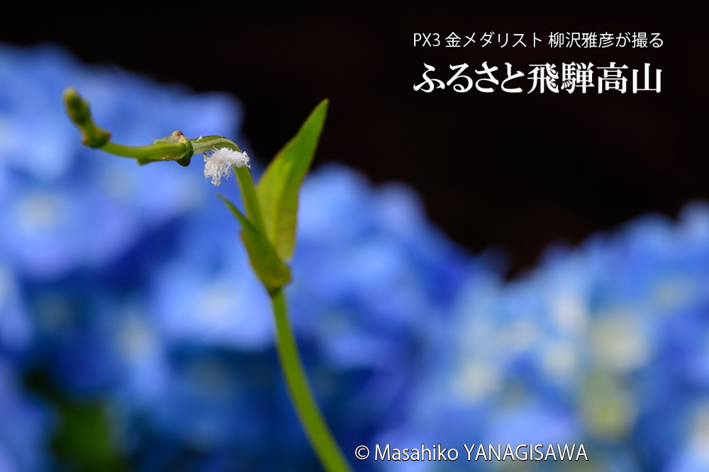 飛騨高山に棲むアオバハゴロモの幼虫の写真です。