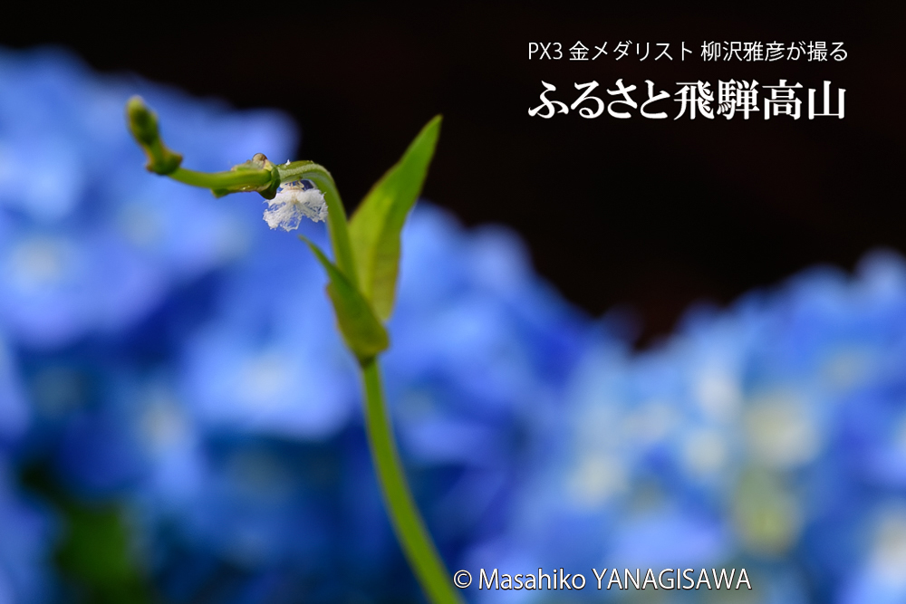 飛騨高山に棲むアオバハゴロモの幼虫の写真です。