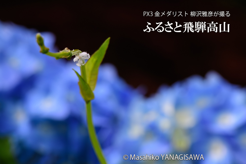 飛騨高山に棲むアオバハゴロモの幼虫の写真です。