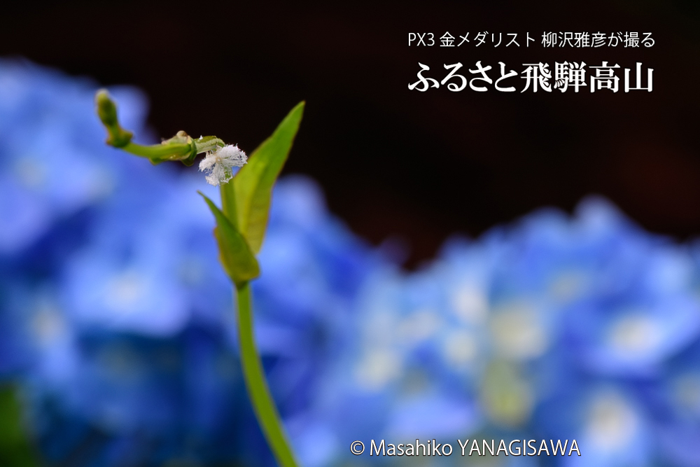 飛騨高山に棲むアオバハゴロモの幼虫の写真です。