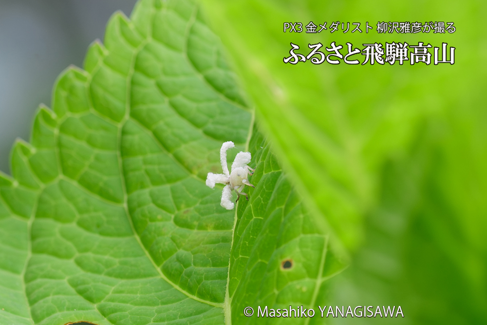 飛騨高山に棲むアオバハゴロモの幼虫の写真です。