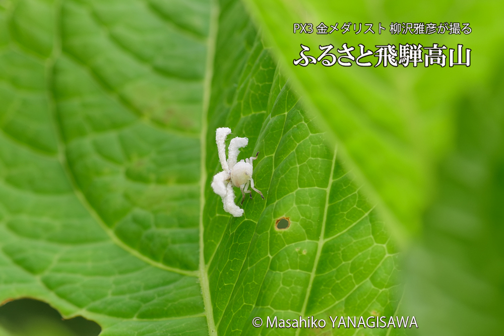 飛騨高山に棲むアオバハゴロモの幼虫の写真です。