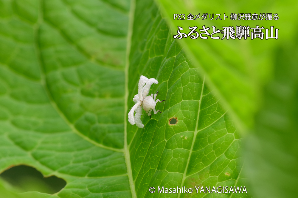 飛騨高山に棲むアオバハゴロモの幼虫の写真です。
