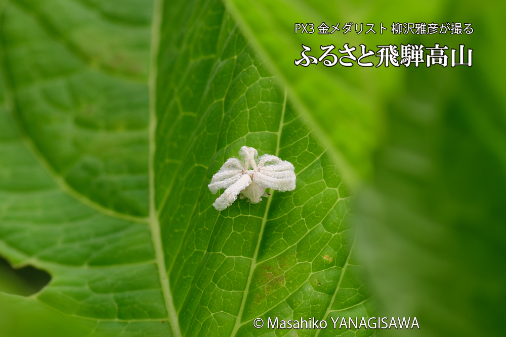 飛騨高山に棲むアオバハゴロモの幼虫の写真です。