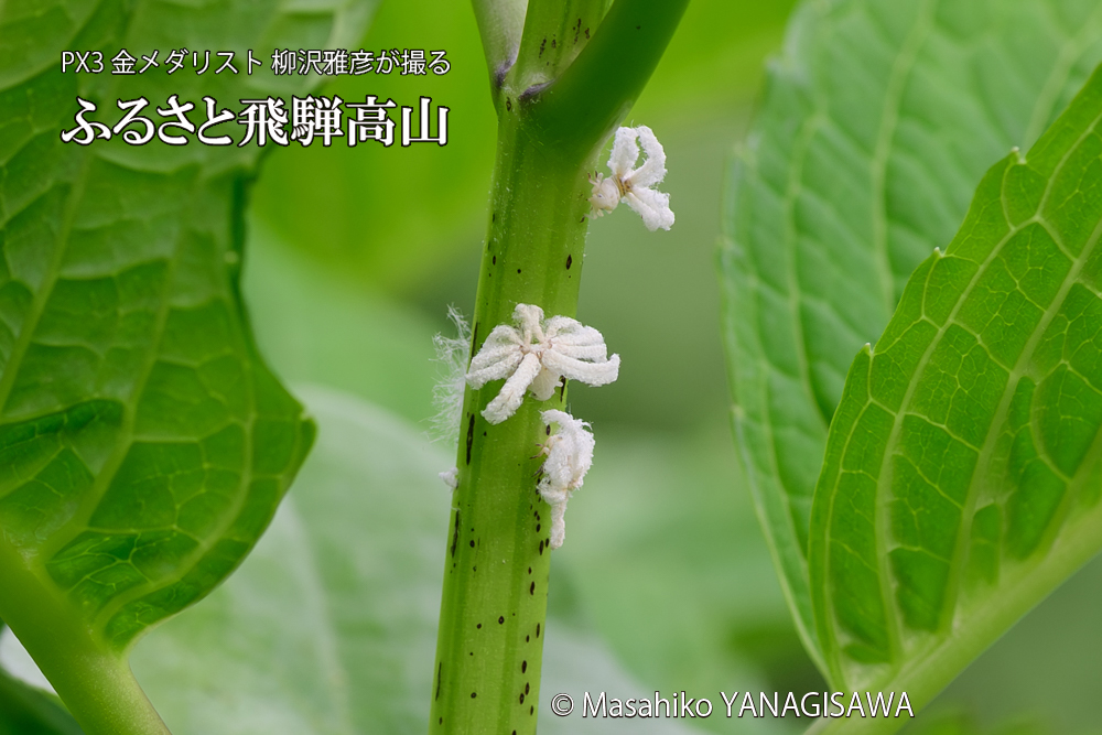 飛騨高山に棲むアオバハゴロモの幼虫の写真です。