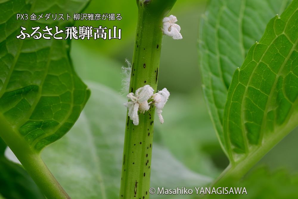 飛騨高山に棲むアオバハゴロモの幼虫の写真です。